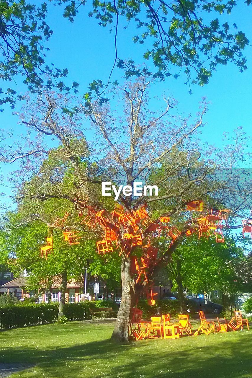 VIEW OF TREES IN PARK