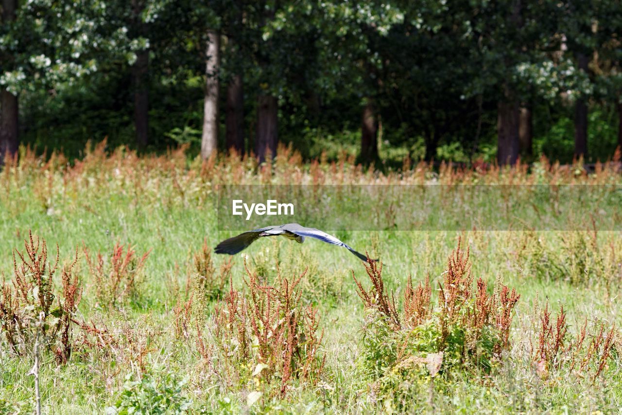 Heron flying over field