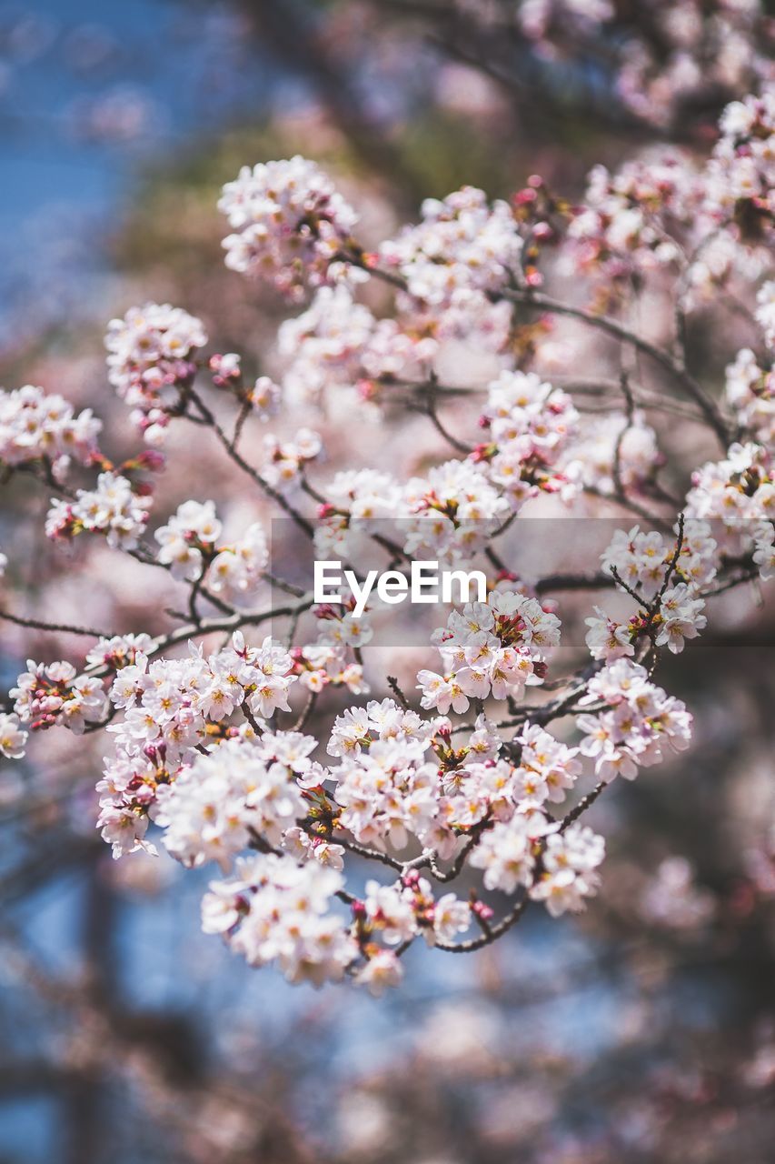 Close-up of cherry blossom tree