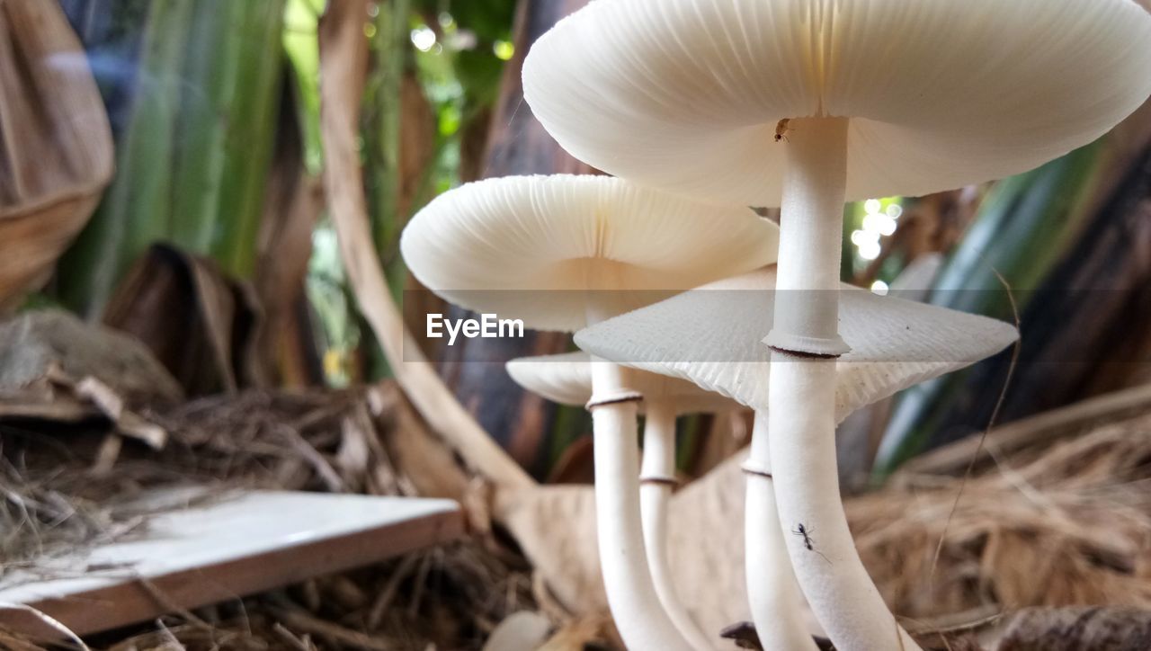 mushroom, fungus, vegetable, plant, food, growth, oyster mushroom, edible mushroom, nature, agaricus, agaricaceae, close-up, land, pleurotus eryngii, forest, tree, no people, beauty in nature, toadstool, food and drink, bolete, penny bun, white, focus on foreground, freshness, day, fragility, outdoors, spring