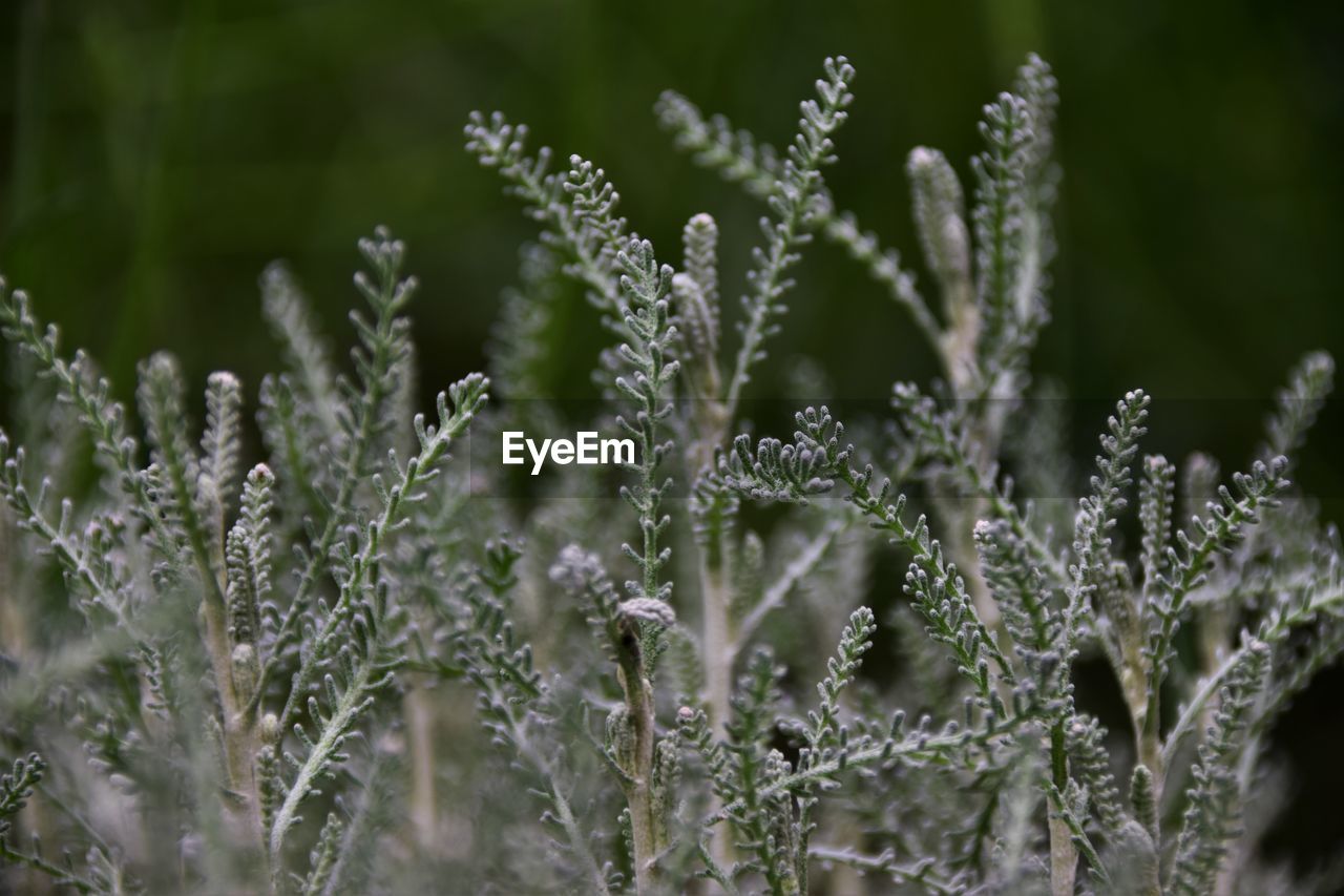 Close-up of fresh plants on snow covered field