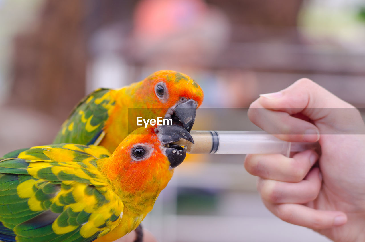 Close-up of hand feeding parrots