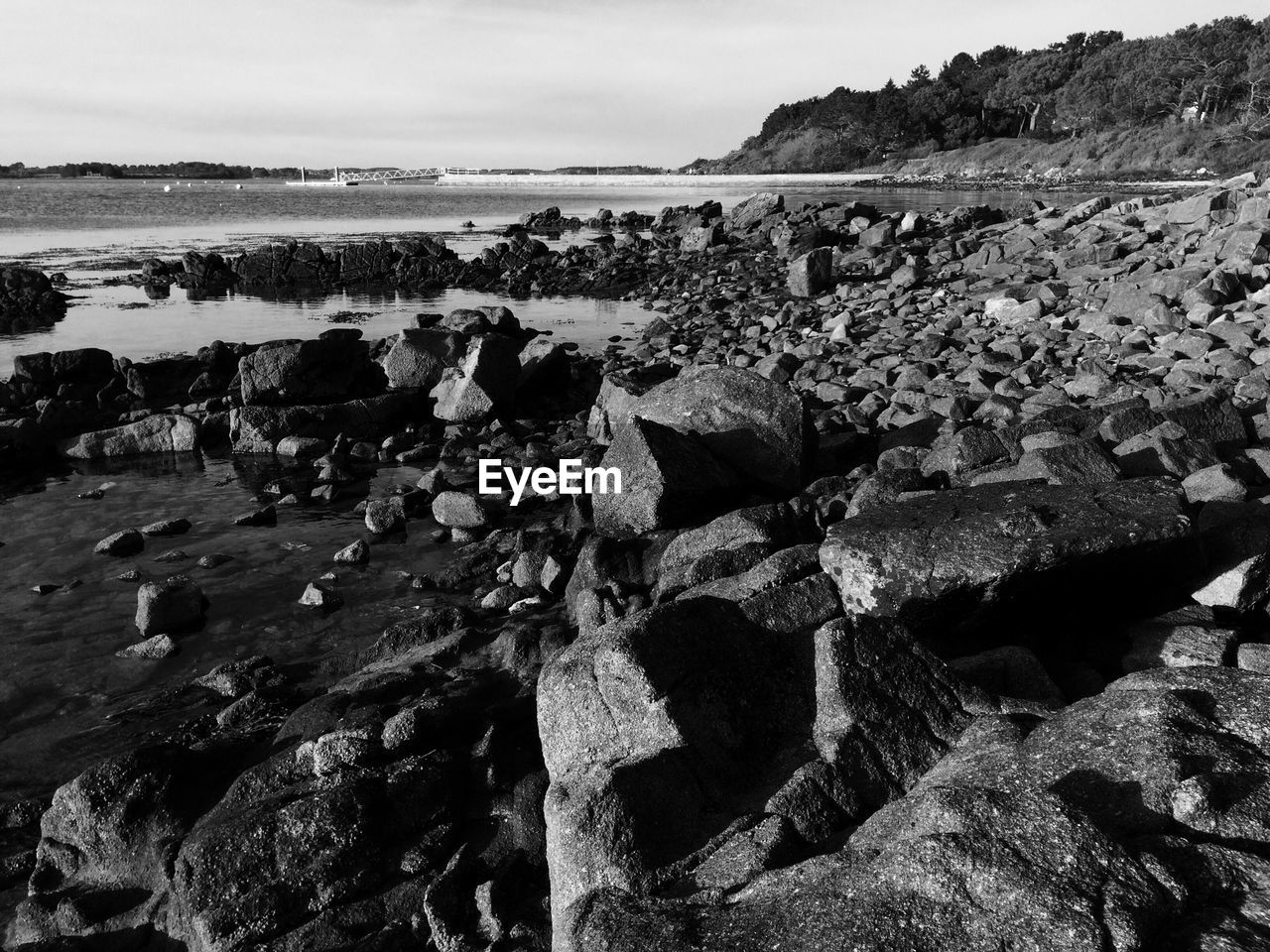 VIEW OF TREES ON BEACH