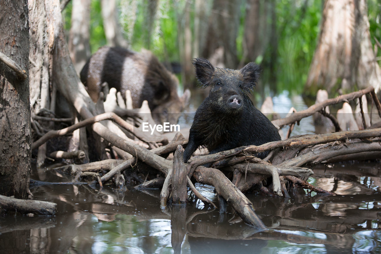 VIEW OF AN ANIMAL IN FOREST