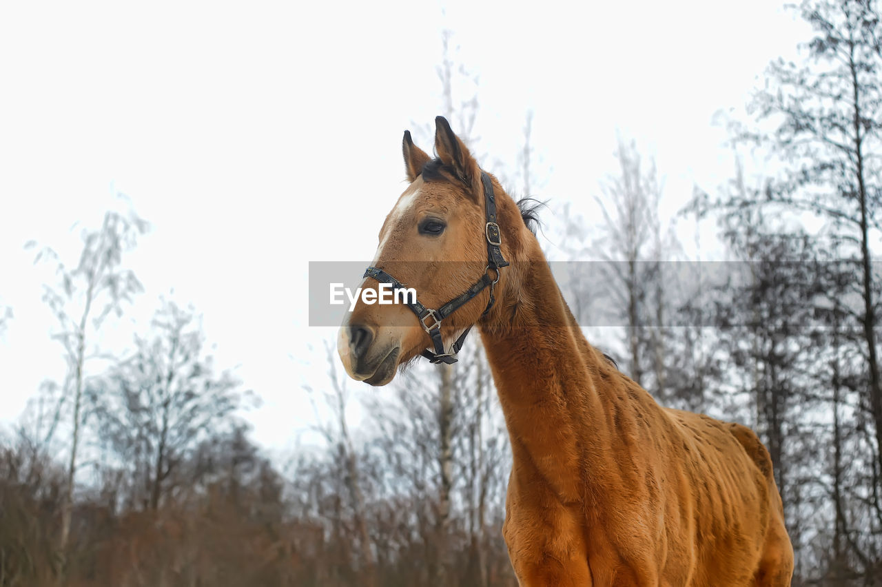 LOW ANGLE VIEW OF A HORSE