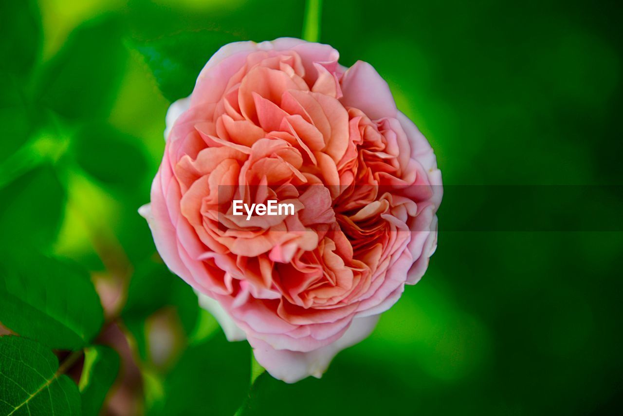 Close-up of pink rose