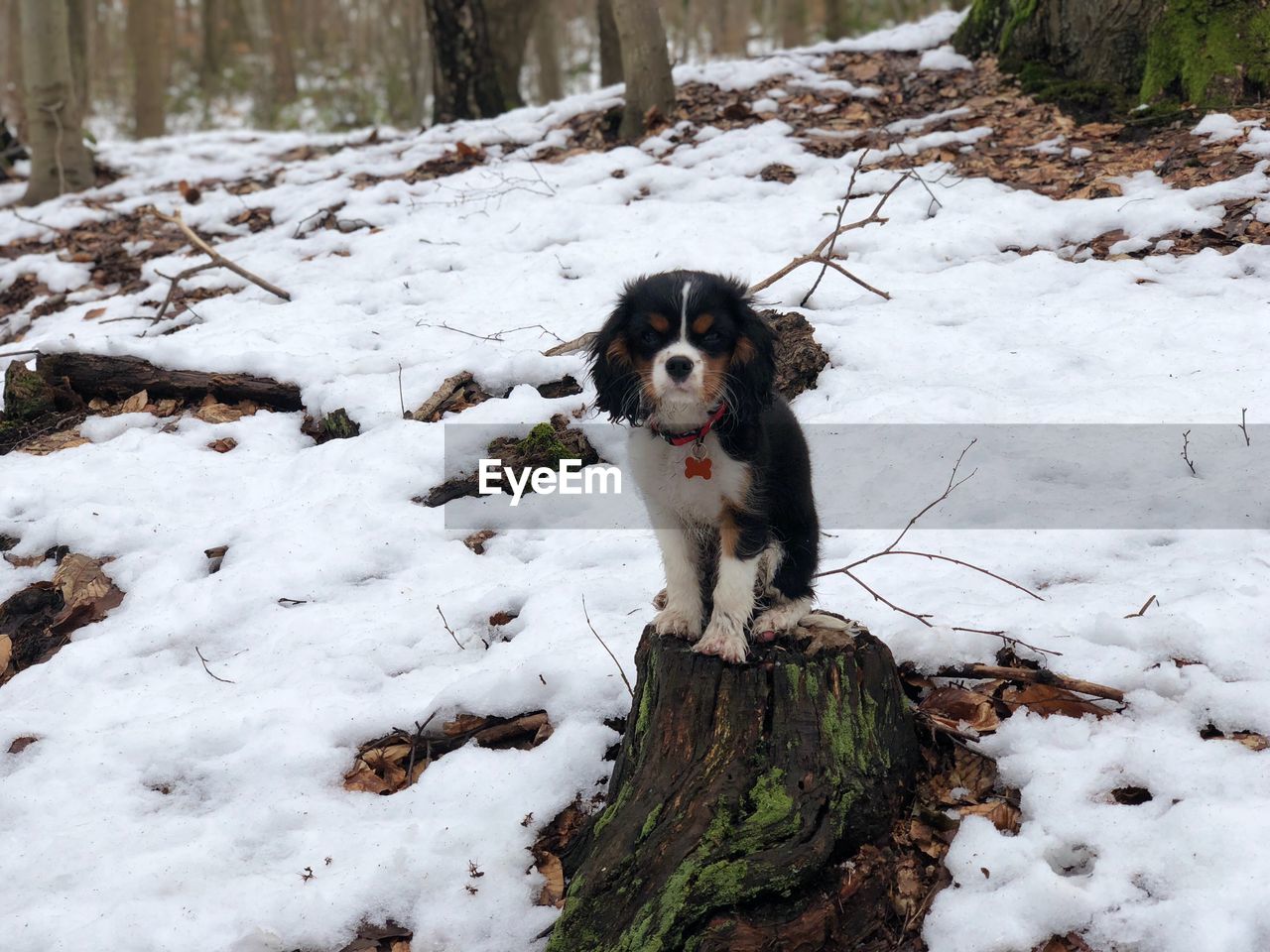 DOG IN SNOW