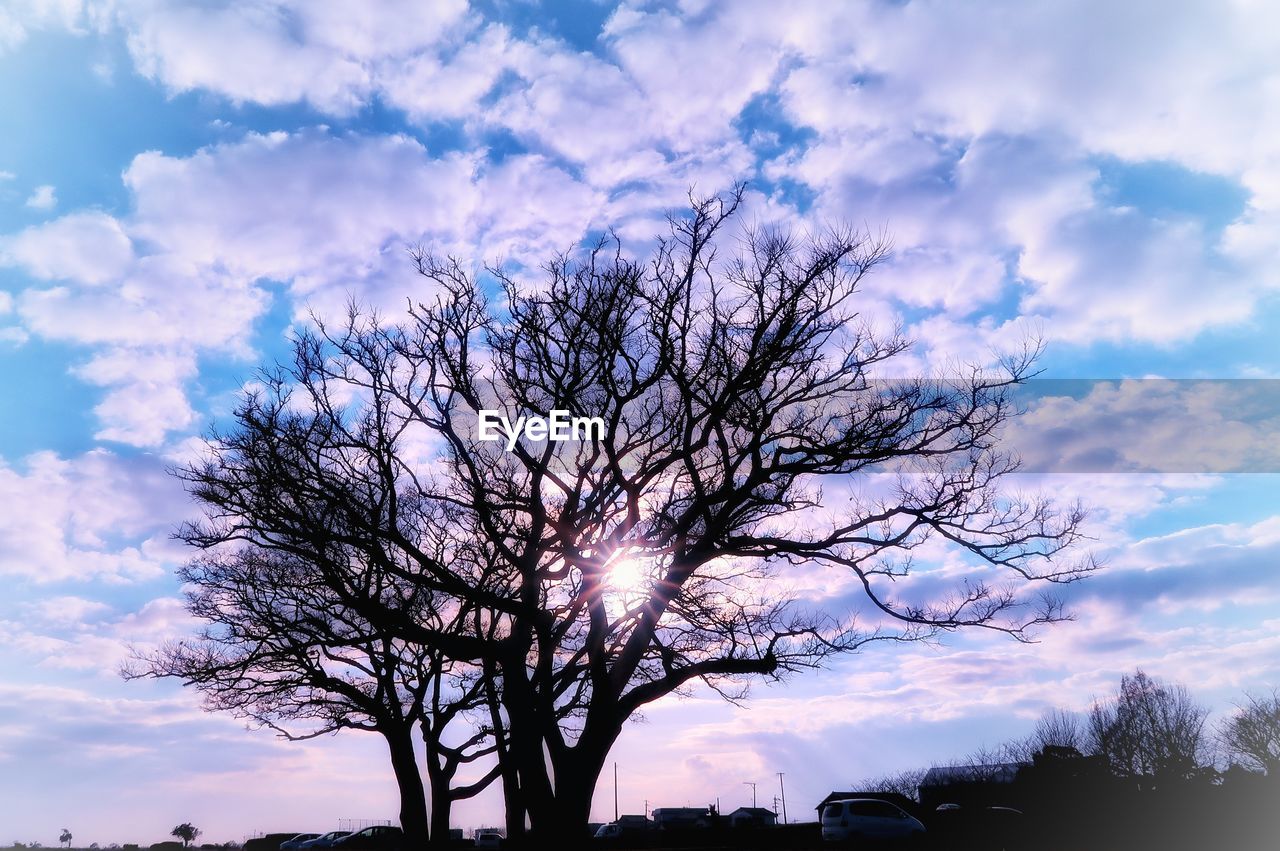 LOW ANGLE VIEW OF SILHOUETTE TREE AGAINST SKY AT SUNSET