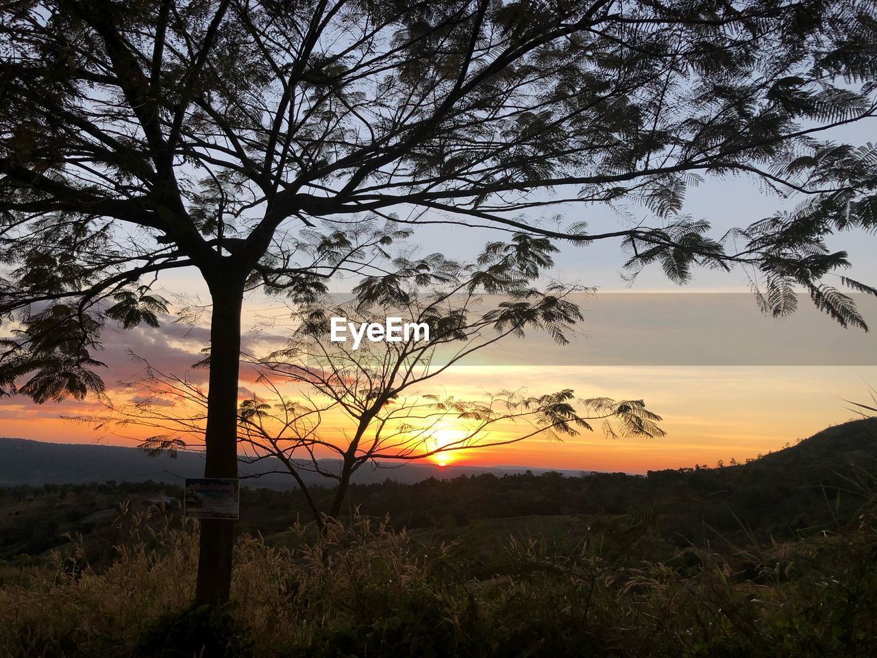 SILHOUETTE TREES ON FIELD AGAINST SKY AT SUNSET