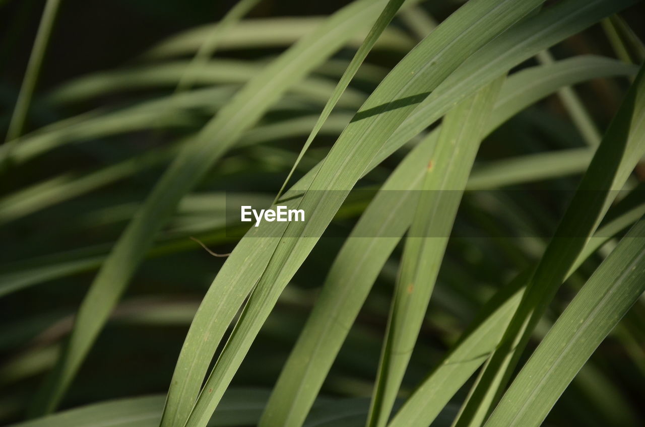 Close-up of crops growing on field