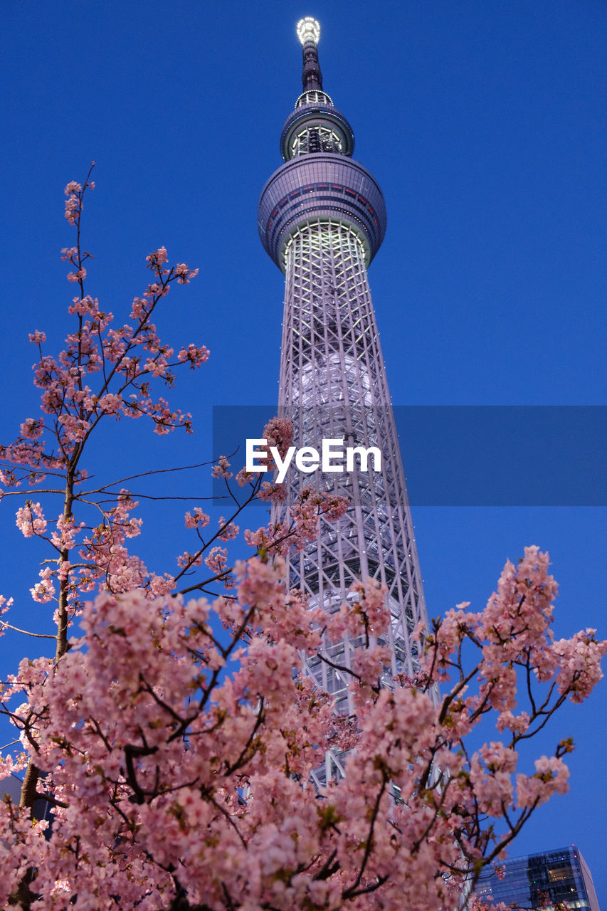 Low angle view of cherry blossom against blue sky