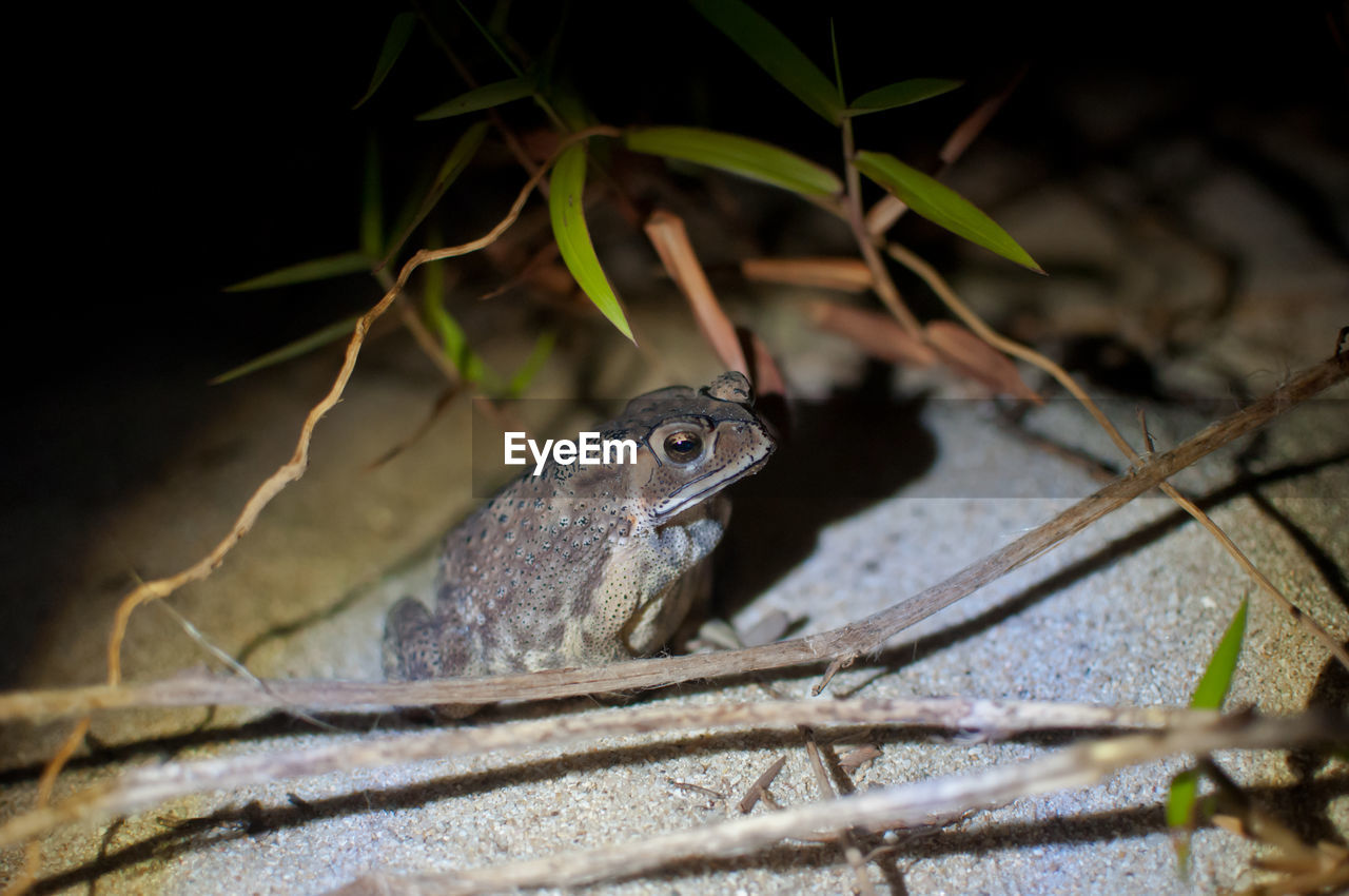 CLOSE-UP OF LIZARD ON TREE