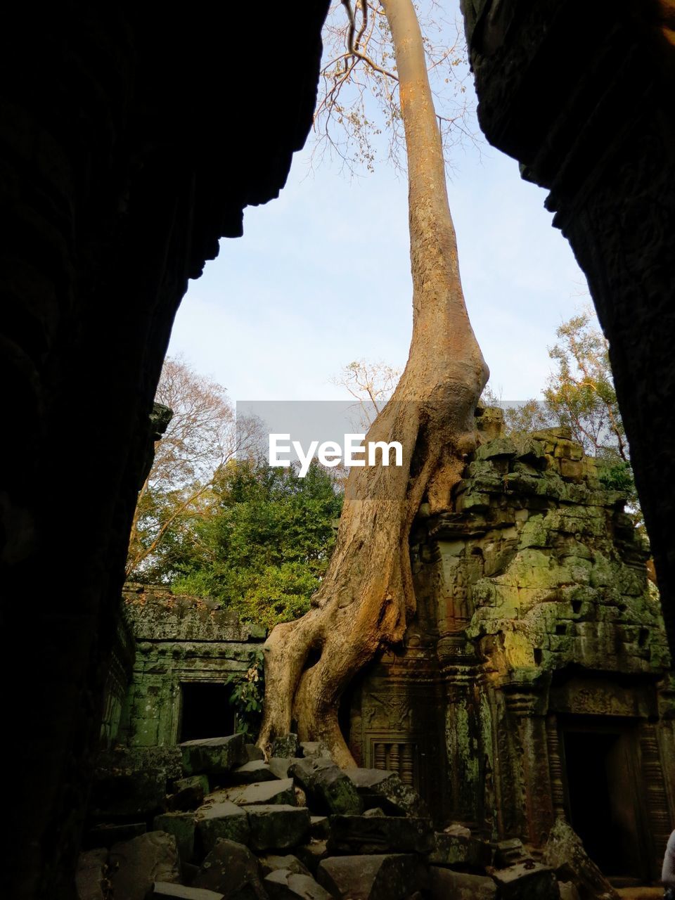 Tree growing on old abandoned building