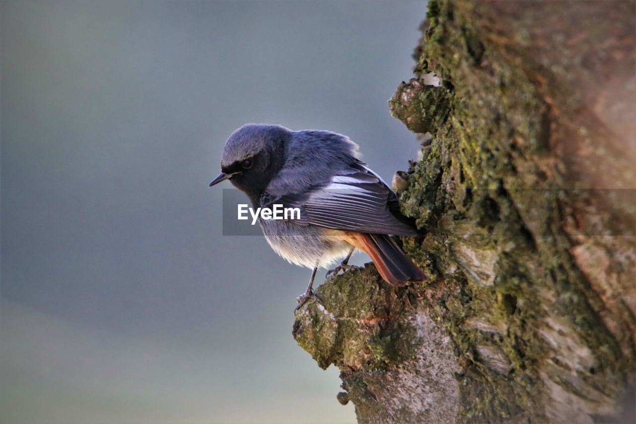 animal themes, bird, animal wildlife, animal, nature, wildlife, one animal, beak, perching, close-up, tree, no people, tree trunk, trunk, songbird, outdoors, plant, beauty in nature, full length, day, side view, focus on foreground, wing, selective focus