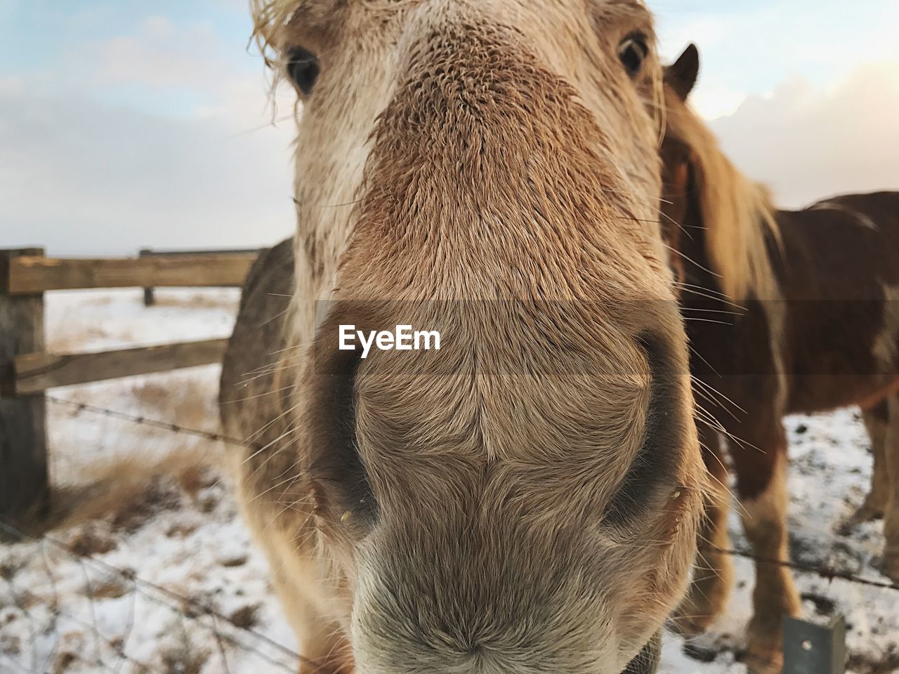 Close-up portrait of horse in winter