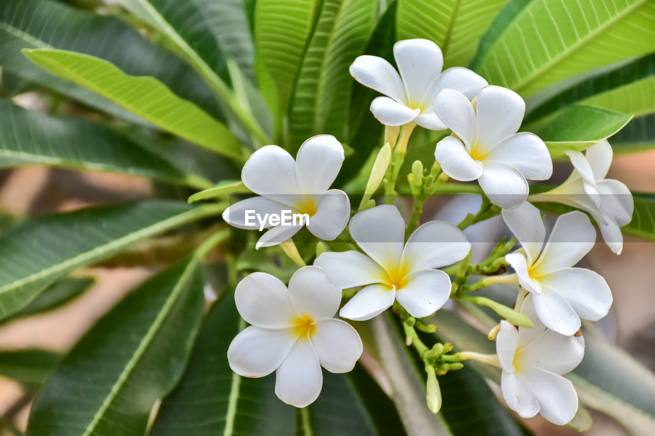 Plumeria flower group blooming in the tree on background view.