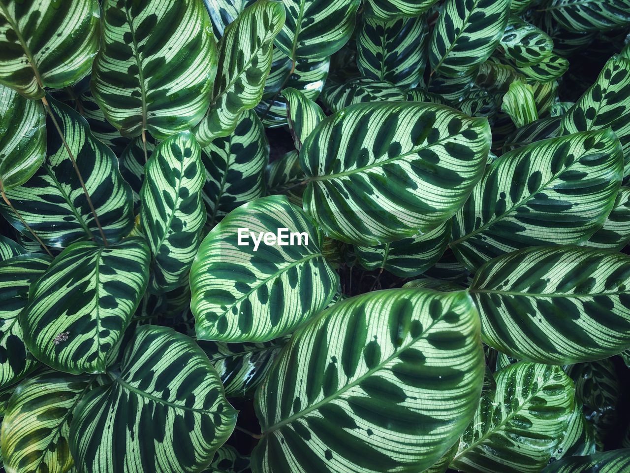 FULL FRAME SHOT OF FRESH GREEN LEAVES