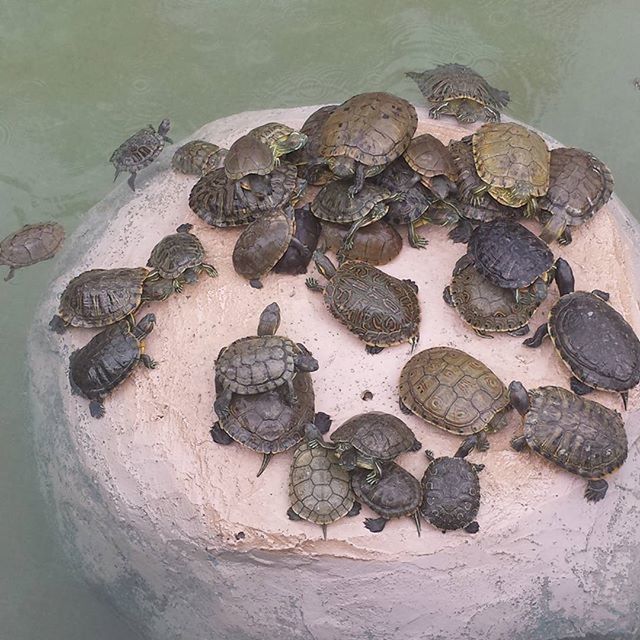 turtle, animal, reptile, animal themes, group of animals, animal wildlife, nature, animals in the wild, no people, vertebrate, high angle view, water, outdoors, shell, tortoise, ancient, history, animal shell, lake, marine