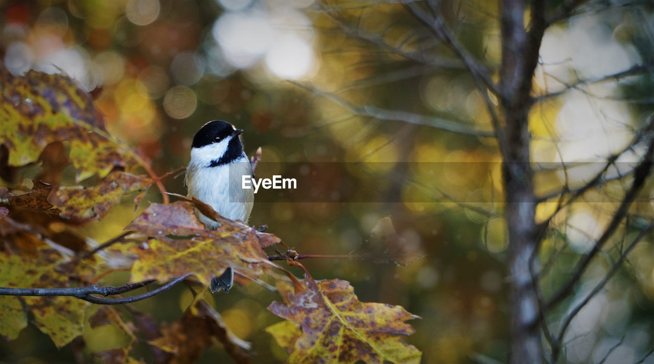 Bird perching on a tree