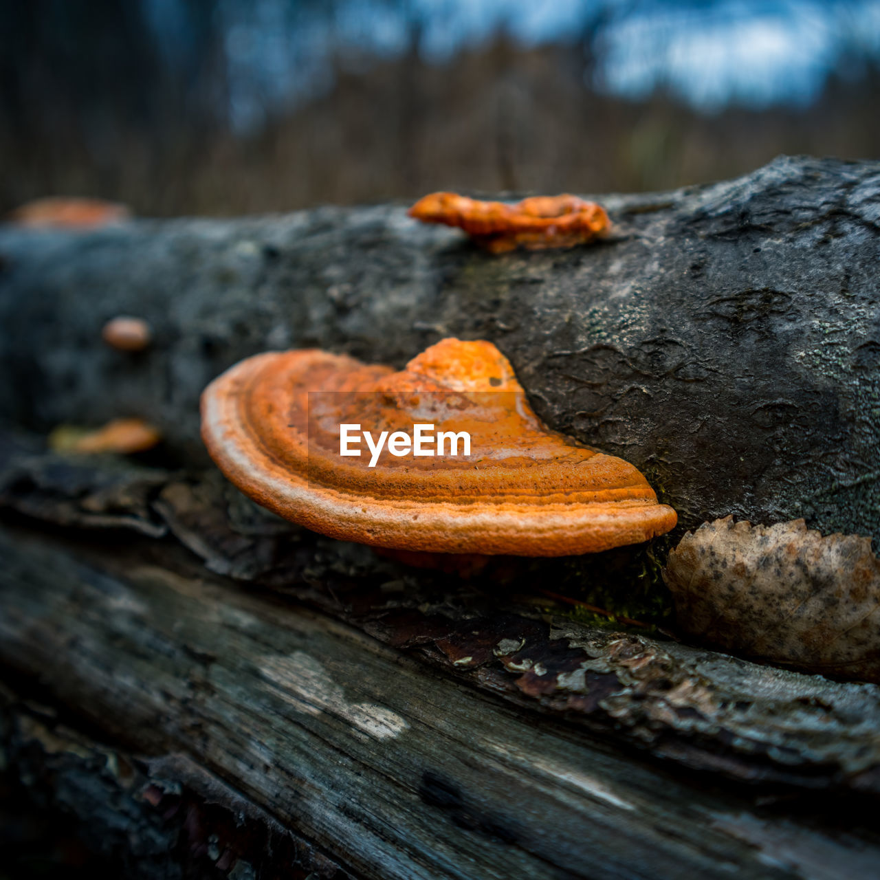 CLOSE-UP OF MUSHROOMS GROWING ON ROCK