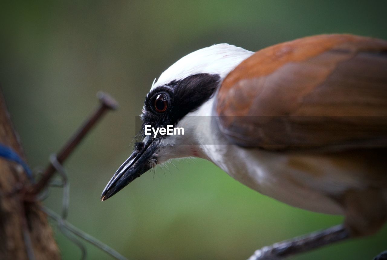 bird, animal themes, animal, animal wildlife, beak, wildlife, one animal, nature, close-up, animal body part, no people, focus on foreground, outdoors