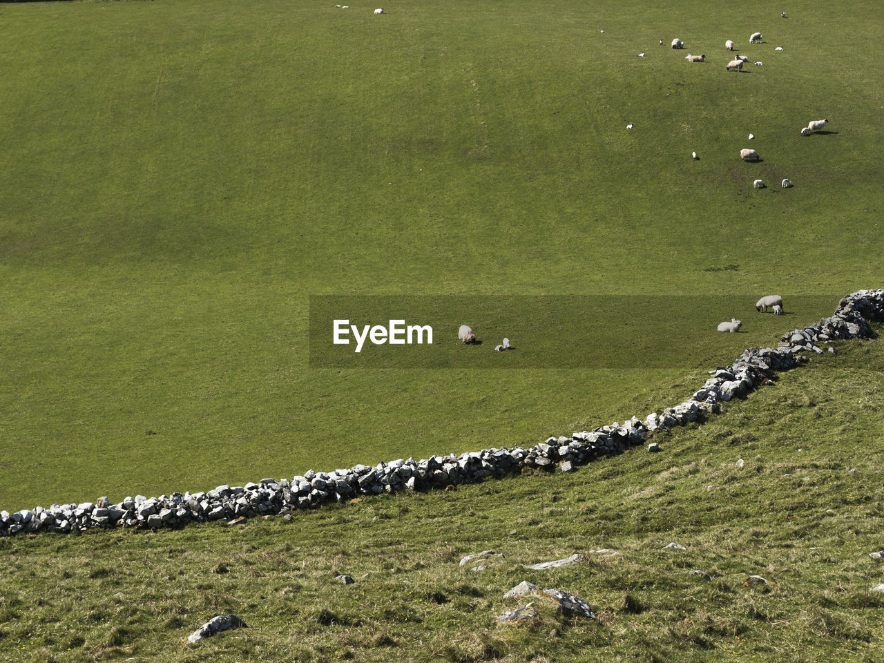 High angle view of sheep on field