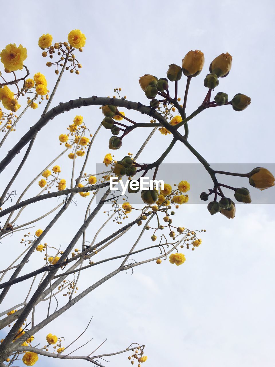 LOW ANGLE VIEW OF YELLOW FLOWER TREE AGAINST SKY