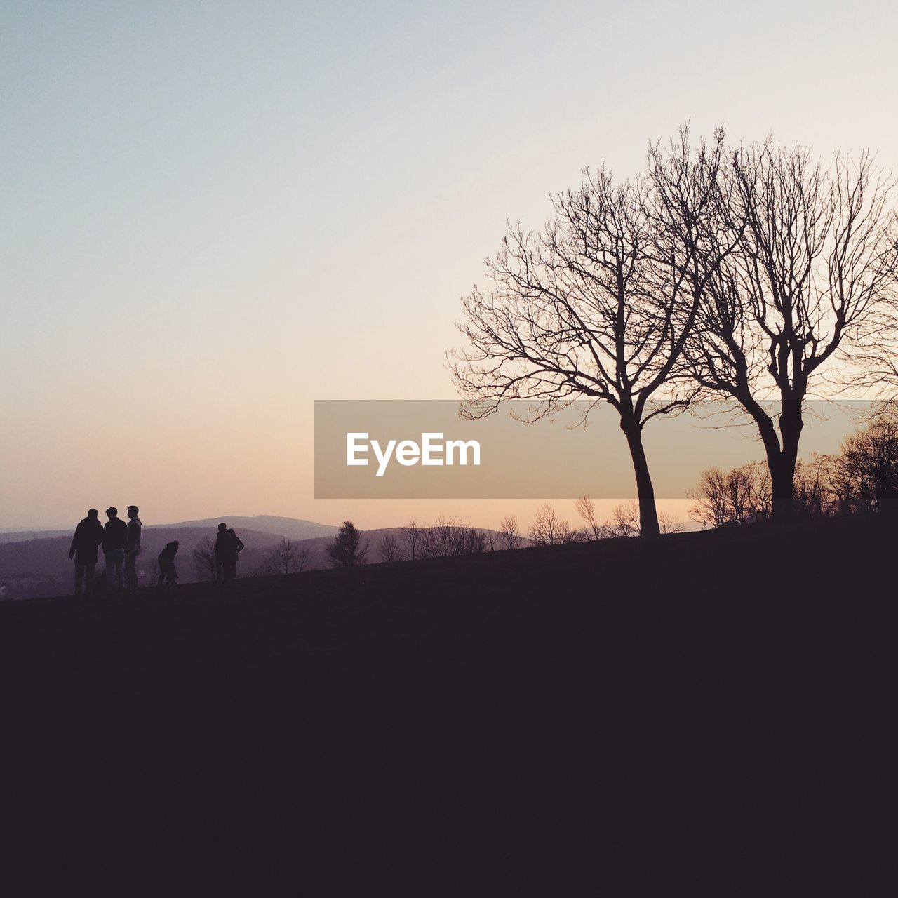 Silhouette of trees at sunset