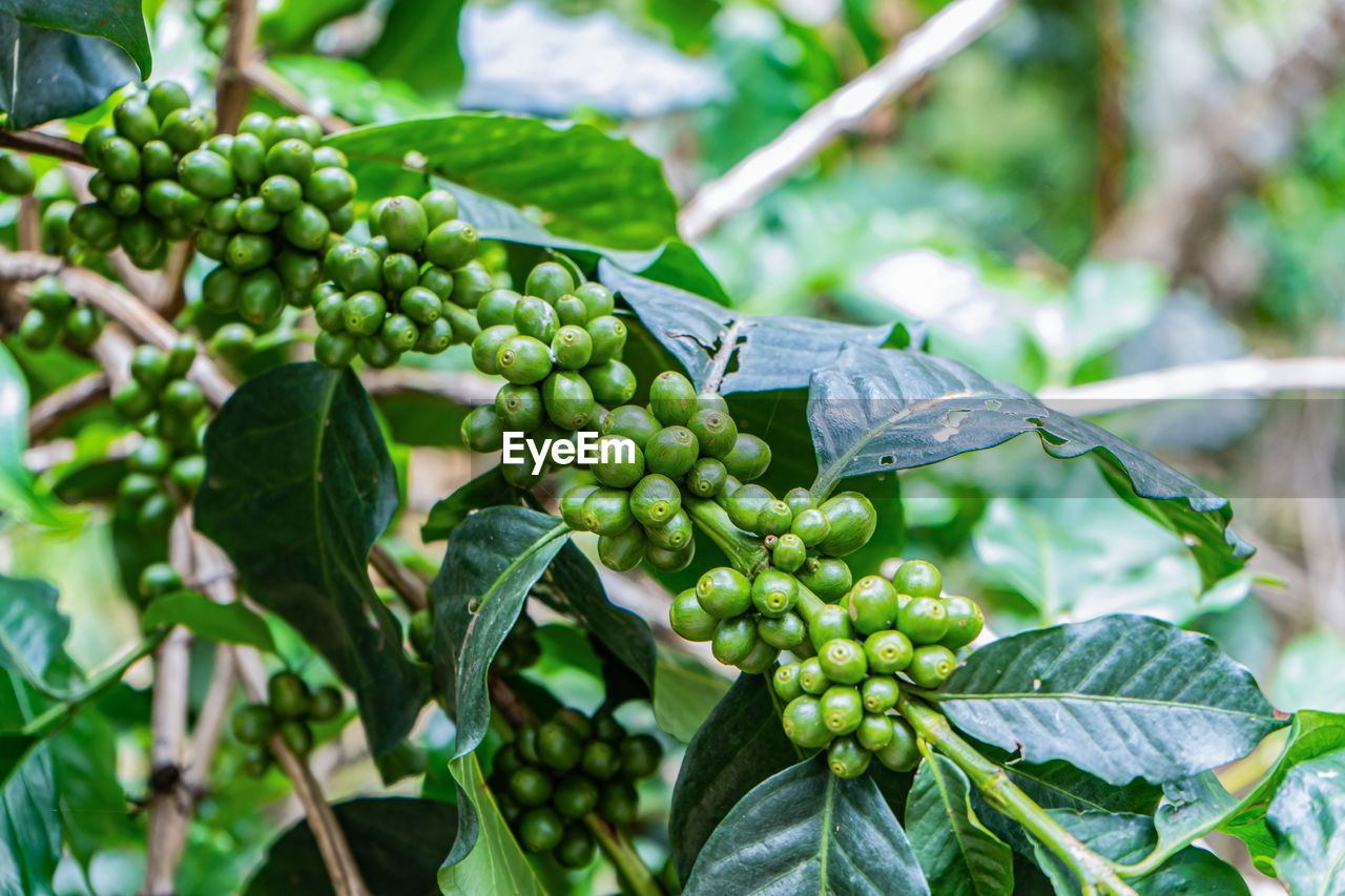 Coffee green cherries , coffee beans ripening on coffee tree