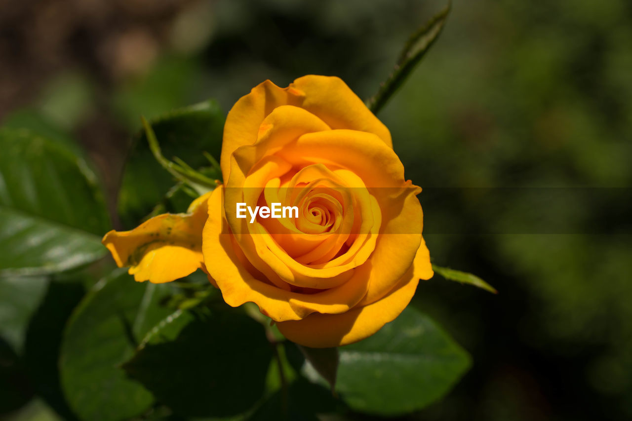 CLOSE-UP OF YELLOW ROSE AGAINST BLURRED PLANTS