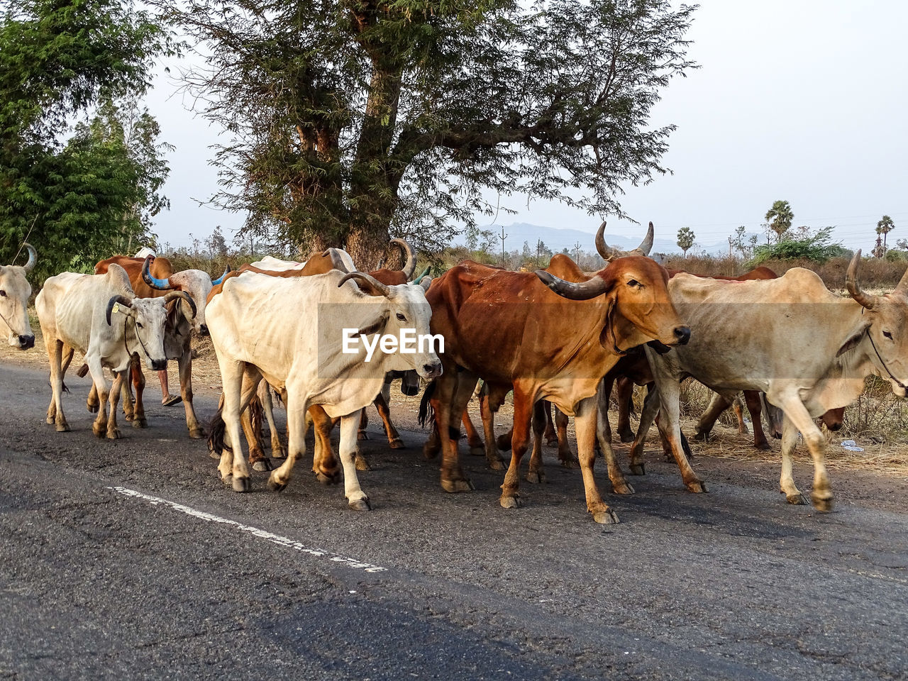 Cows walking on street