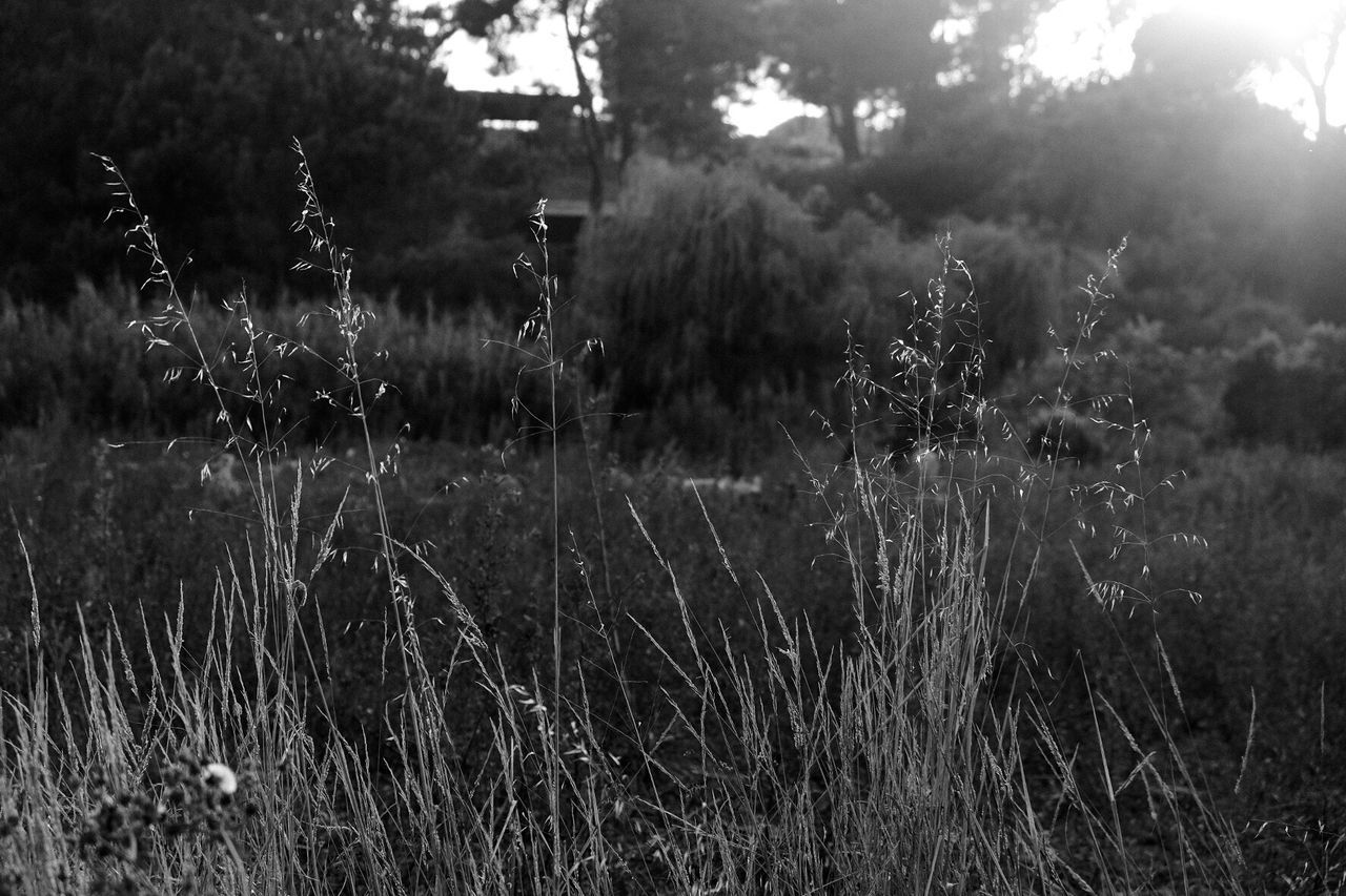 PLANTS ON FIELD