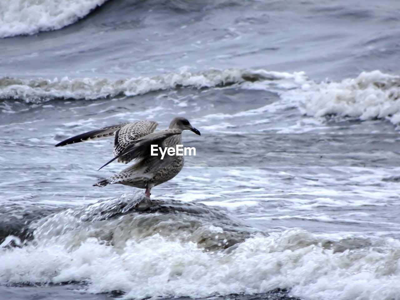 SEAGULLS ON BEACH