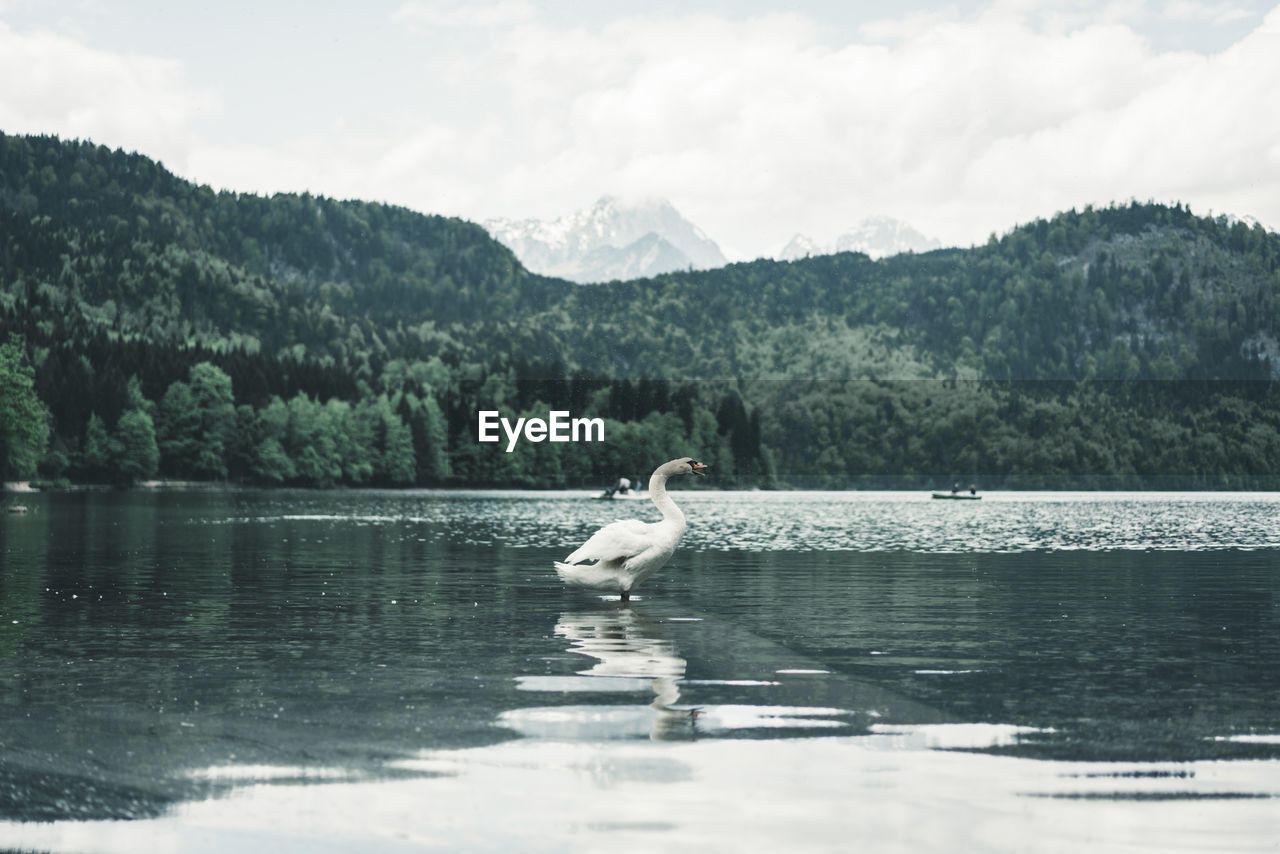 Centered shot of swan standing in alpine lake in front of mountains