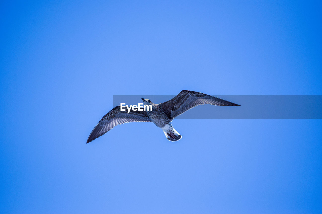 LOW ANGLE VIEW OF EAGLE FLYING IN CLEAR SKY