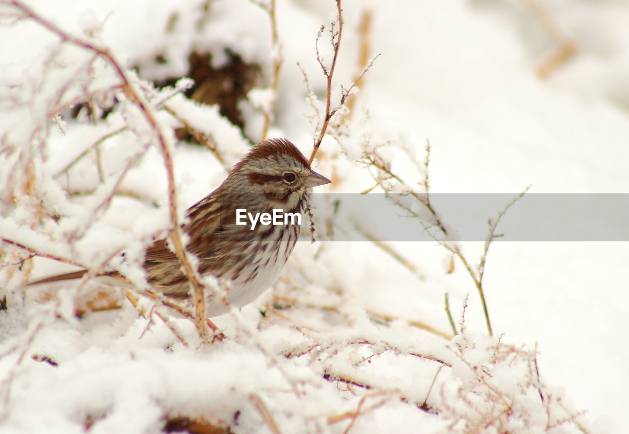 BIRD PERCHING ON SNOW