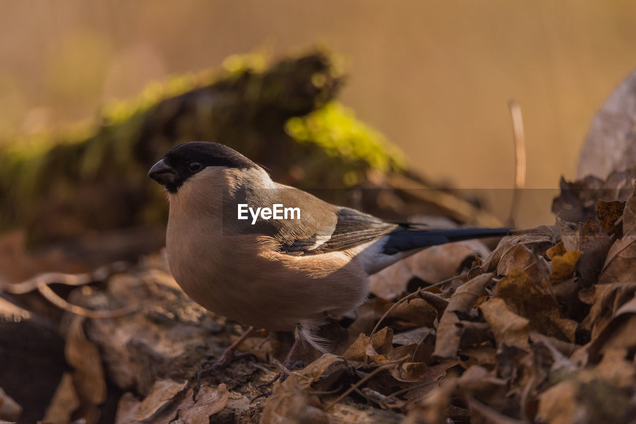 Close-up of bird perching on a tree