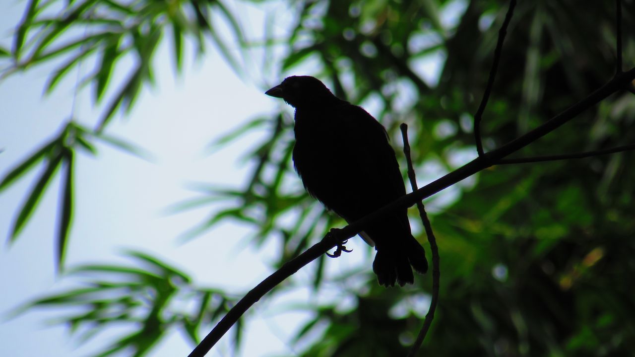 Low angle view of silhouette bird perching on branch against tree
