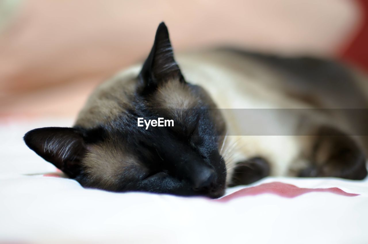 Sleeping siamese cat