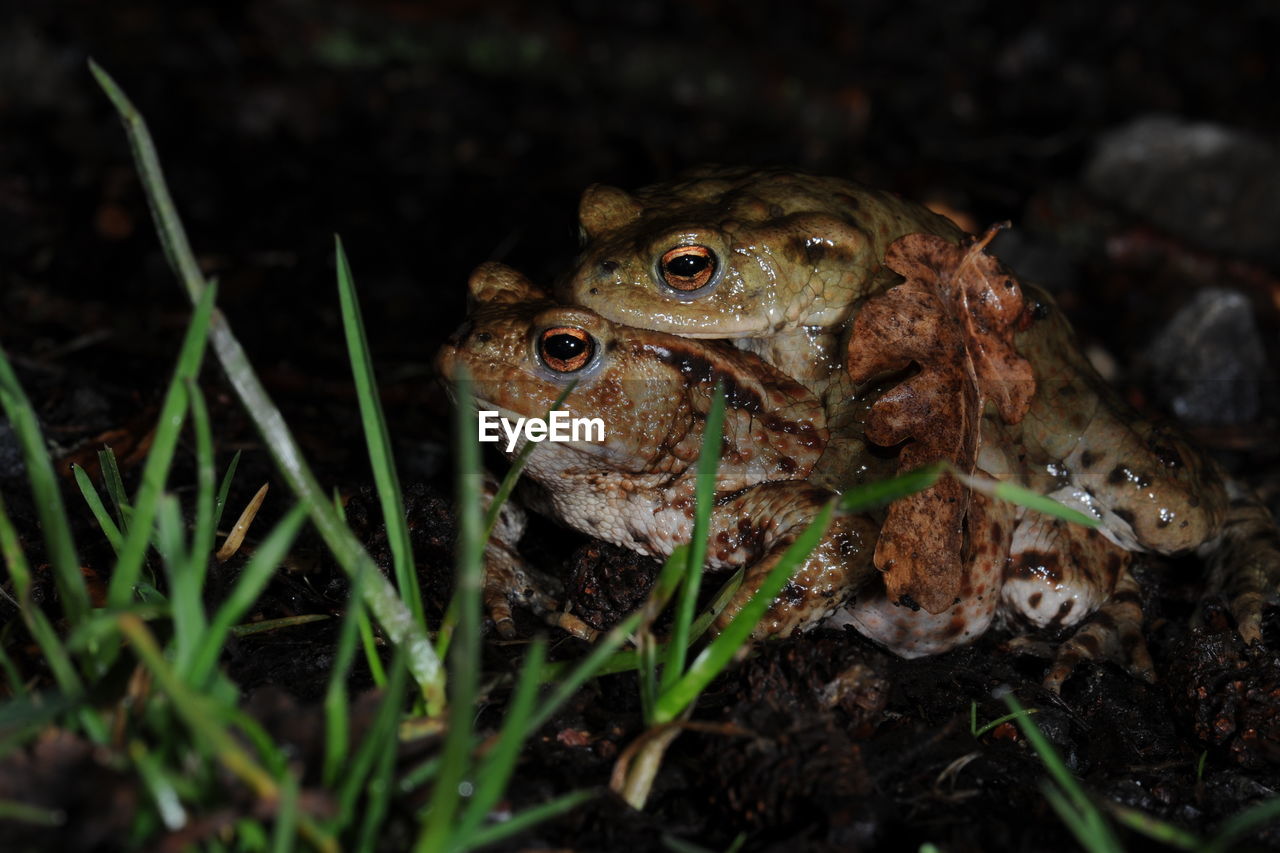 Close-up of frog on field