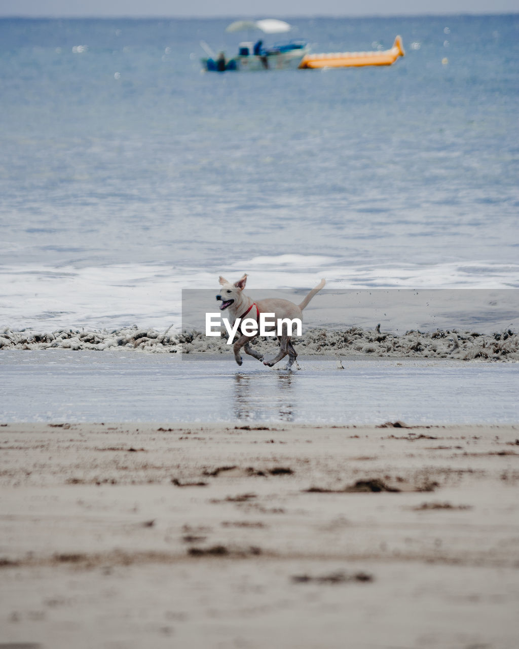 Side view of dog running on shore at beach