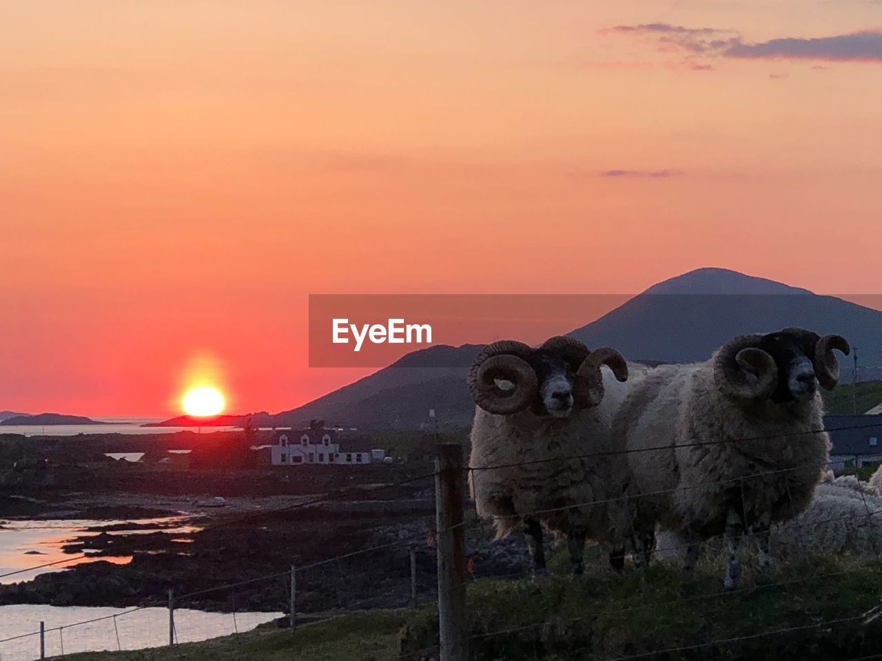 VIEW OF SHEEP ON MOUNTAIN AGAINST ORANGE SKY