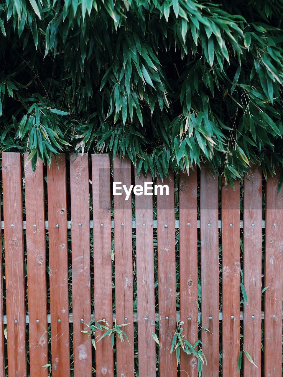 Bamboo and fence