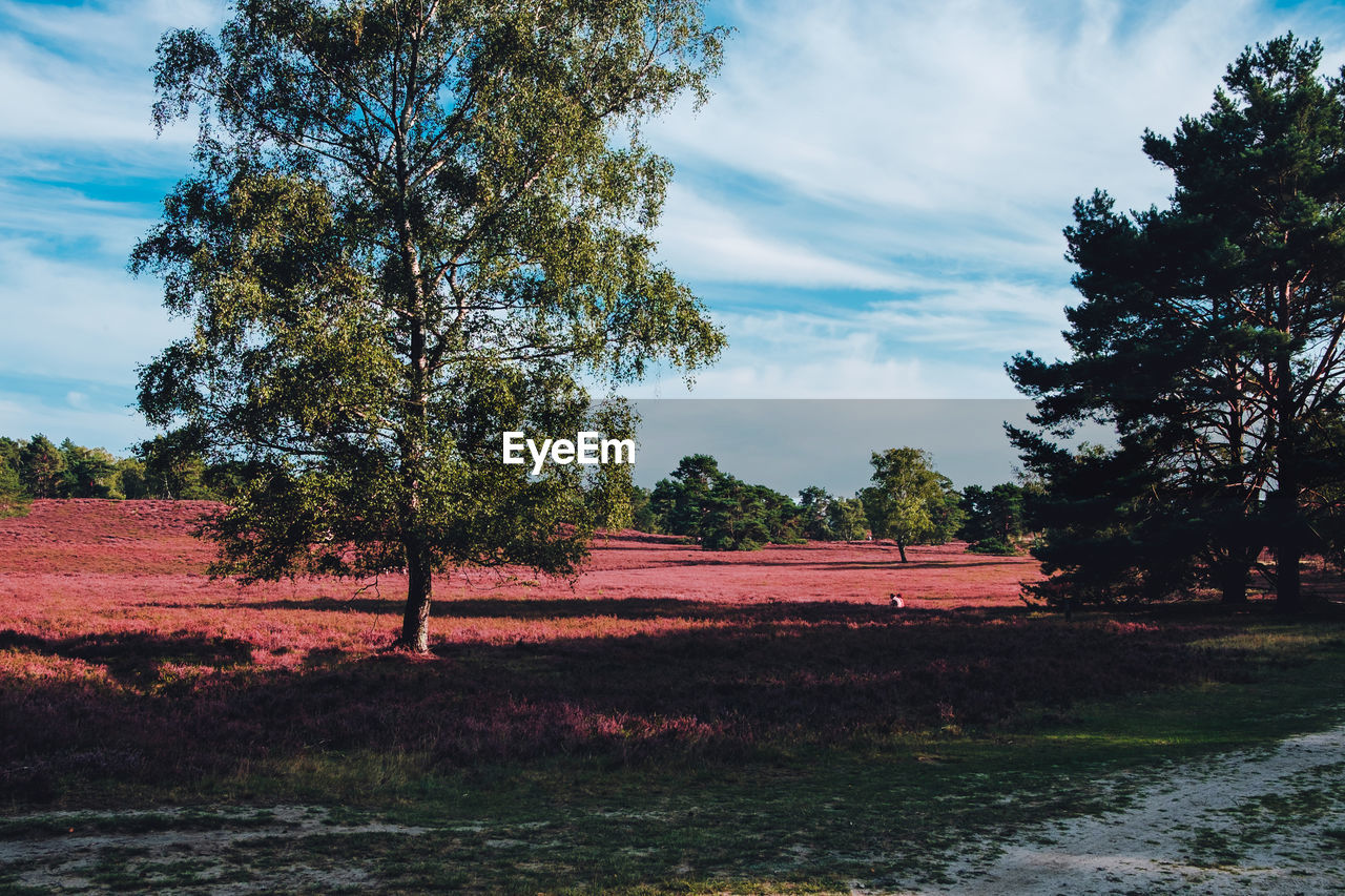 SCENIC VIEW OF TREES BY LAKE AGAINST SKY