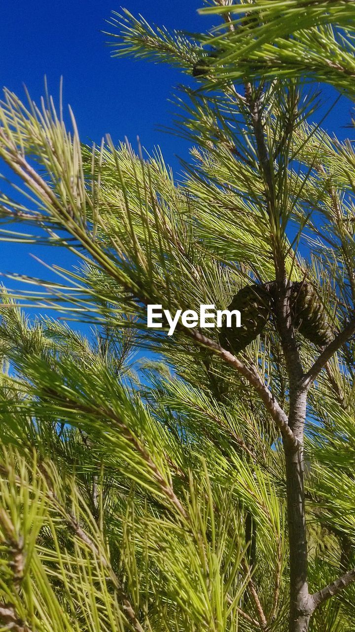 LOW ANGLE VIEW OF PLANTS GROWING ON TREE