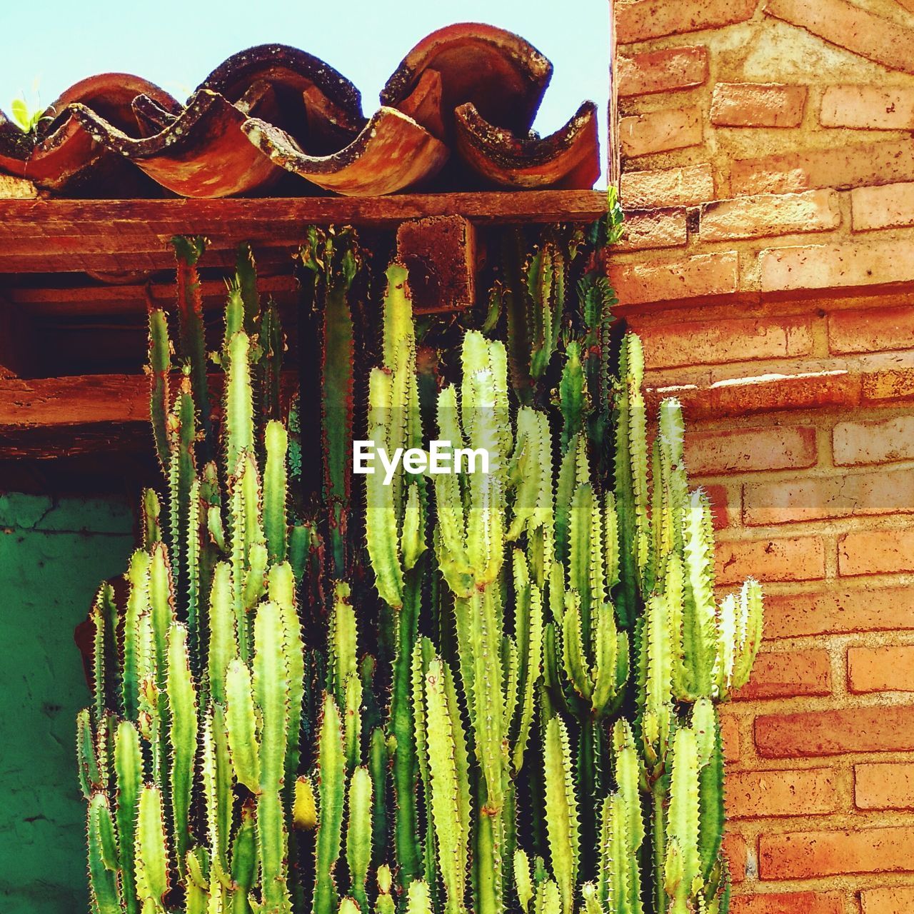 CLOSE-UP OF FRESH RED CACTUS IN ROW