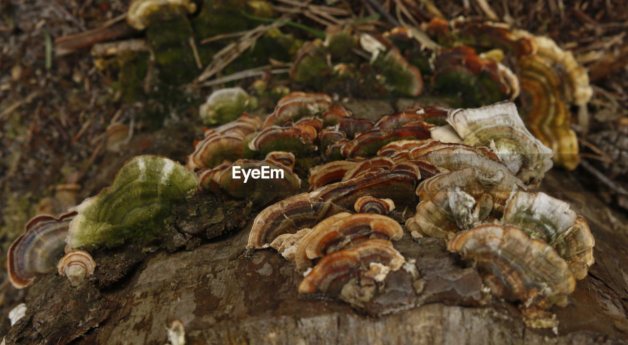 Close-up of fungus growing on tree trunk