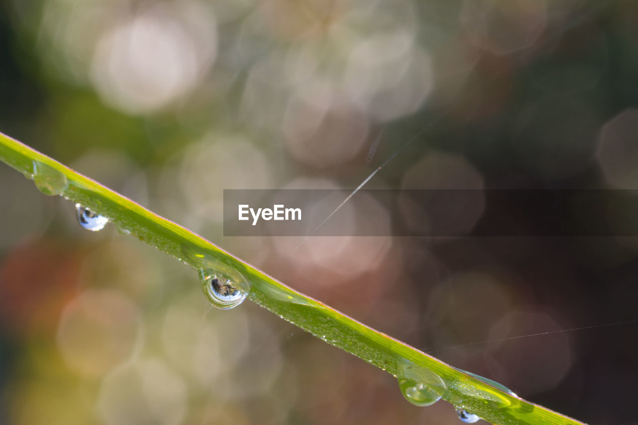 Close-up of water drops on plant