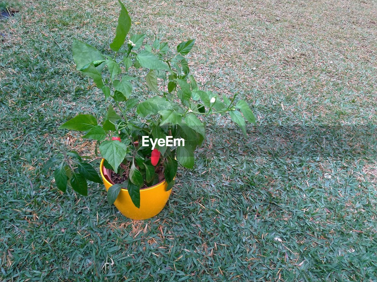 HIGH ANGLE VIEW OF PLANTS GROWING ON LAND