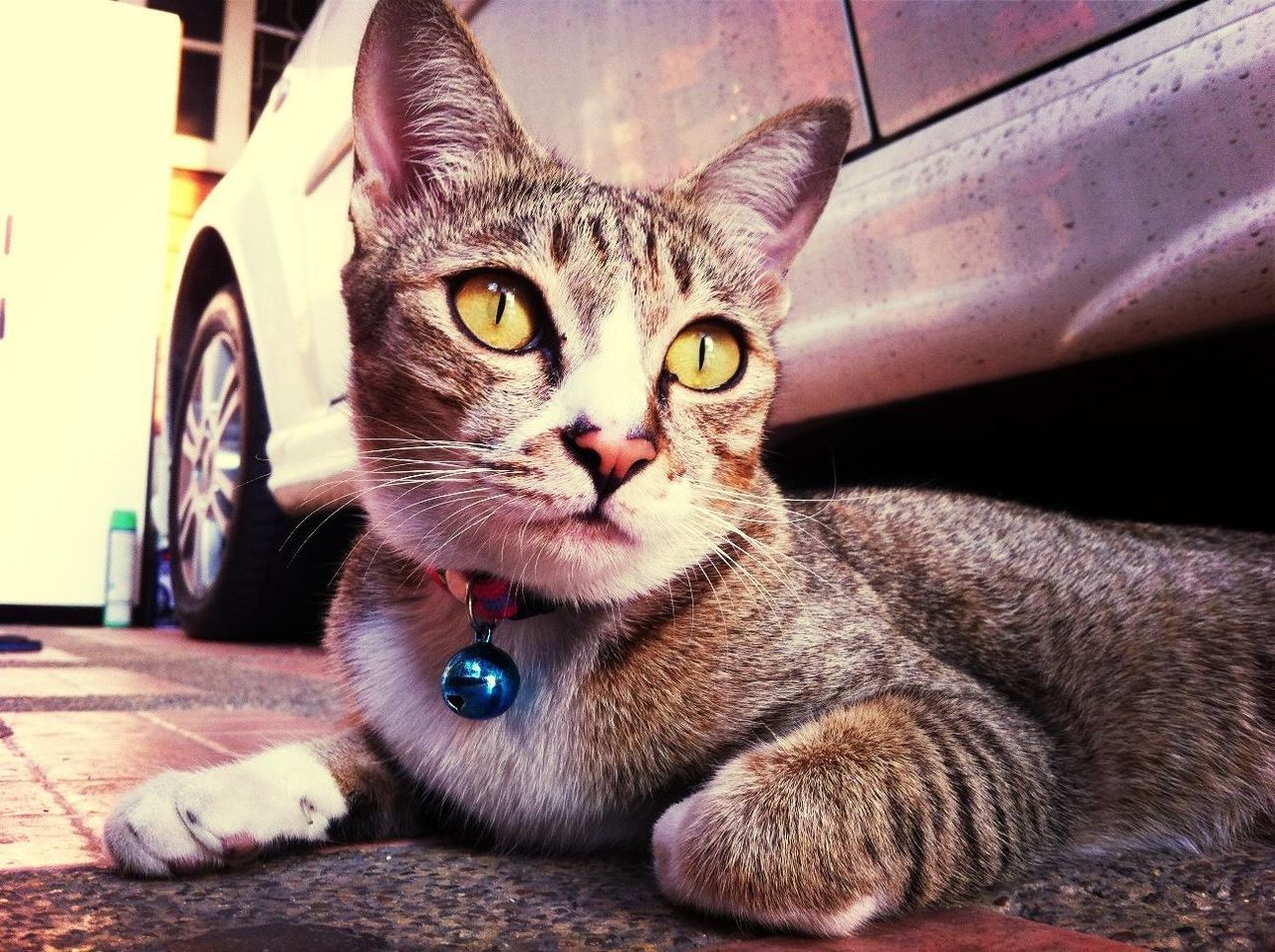 Close-up of cat by car on street